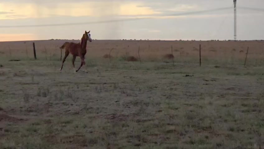 @uitzicht_arabian_stud