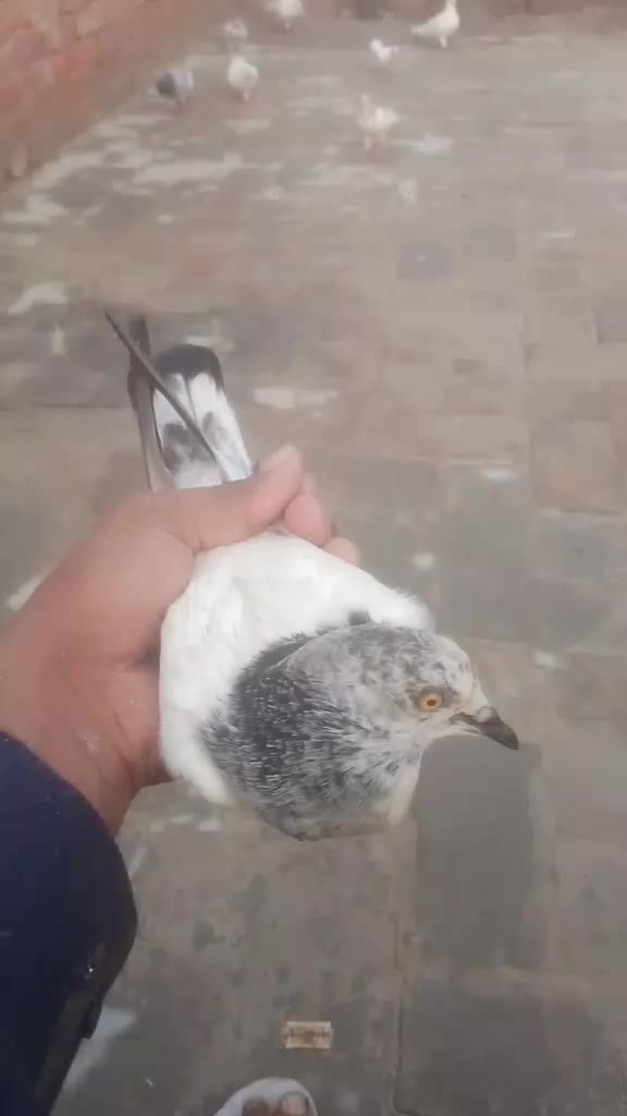 @مرشد