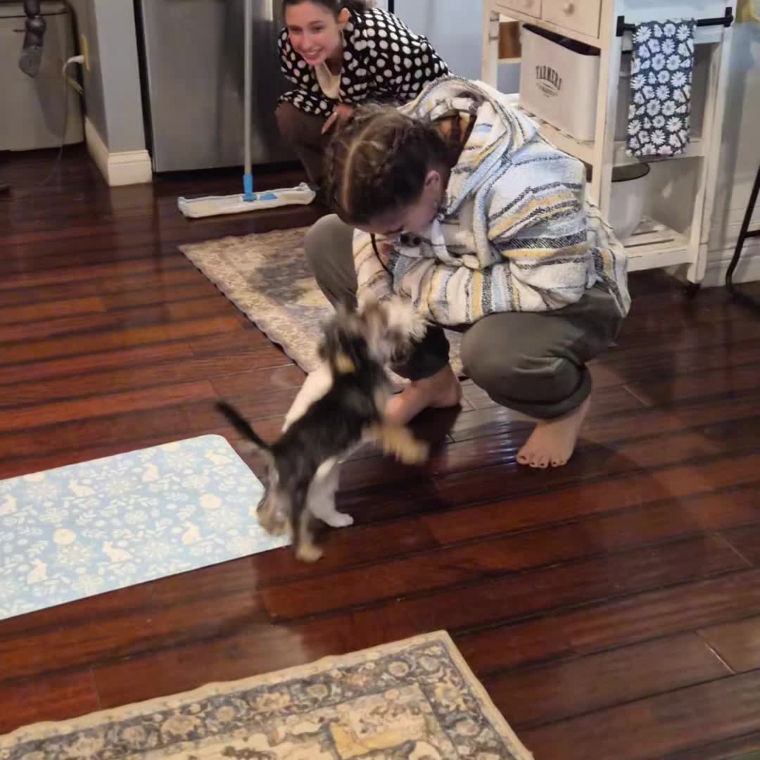 @Barb's Precious Pups