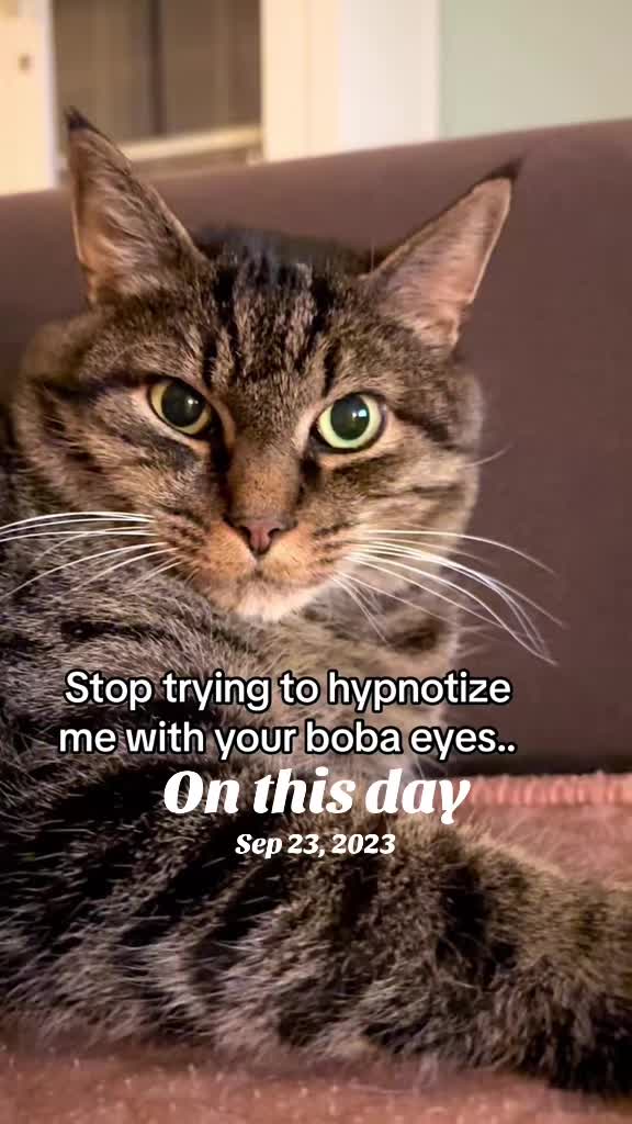 @Joep_the_ rescuecat