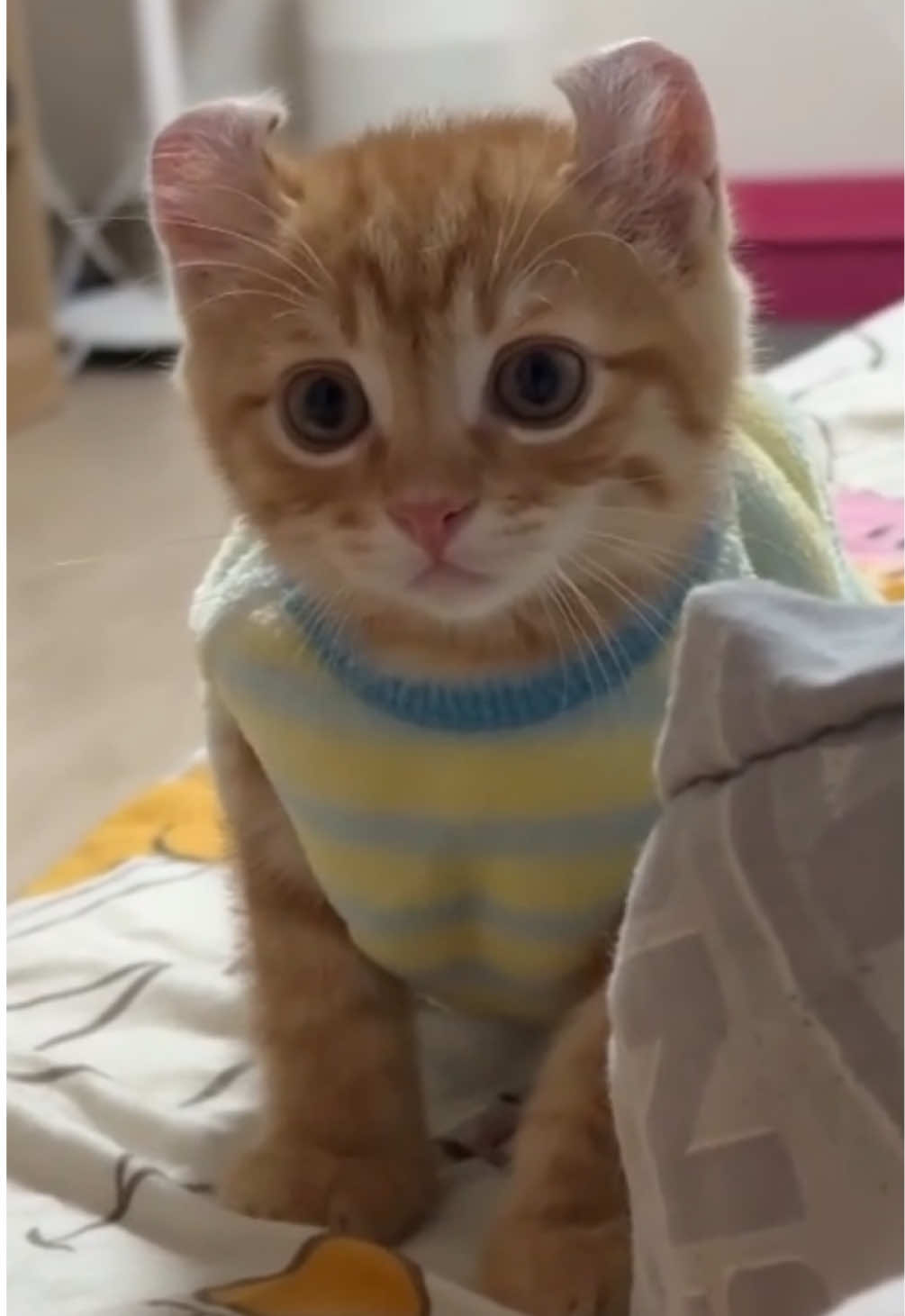 @kloutkittens