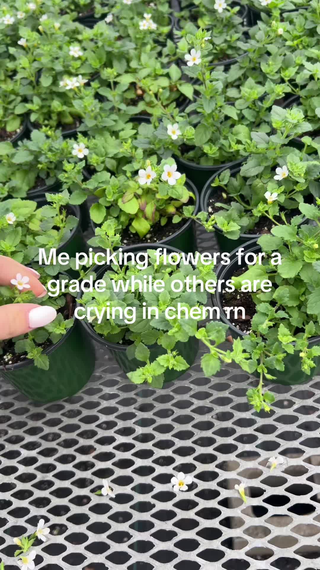 @Lilyanna