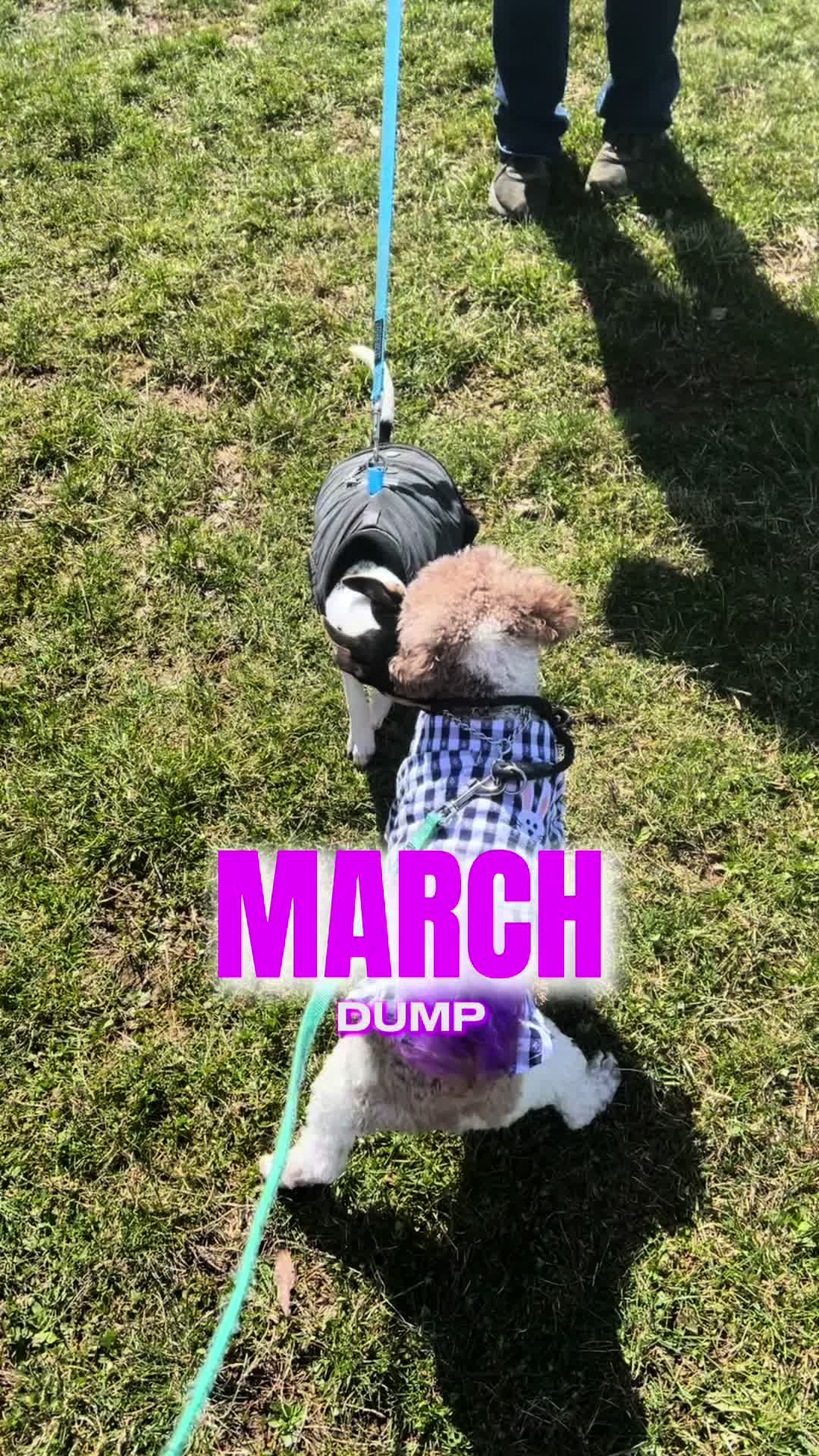 @booksandcanines