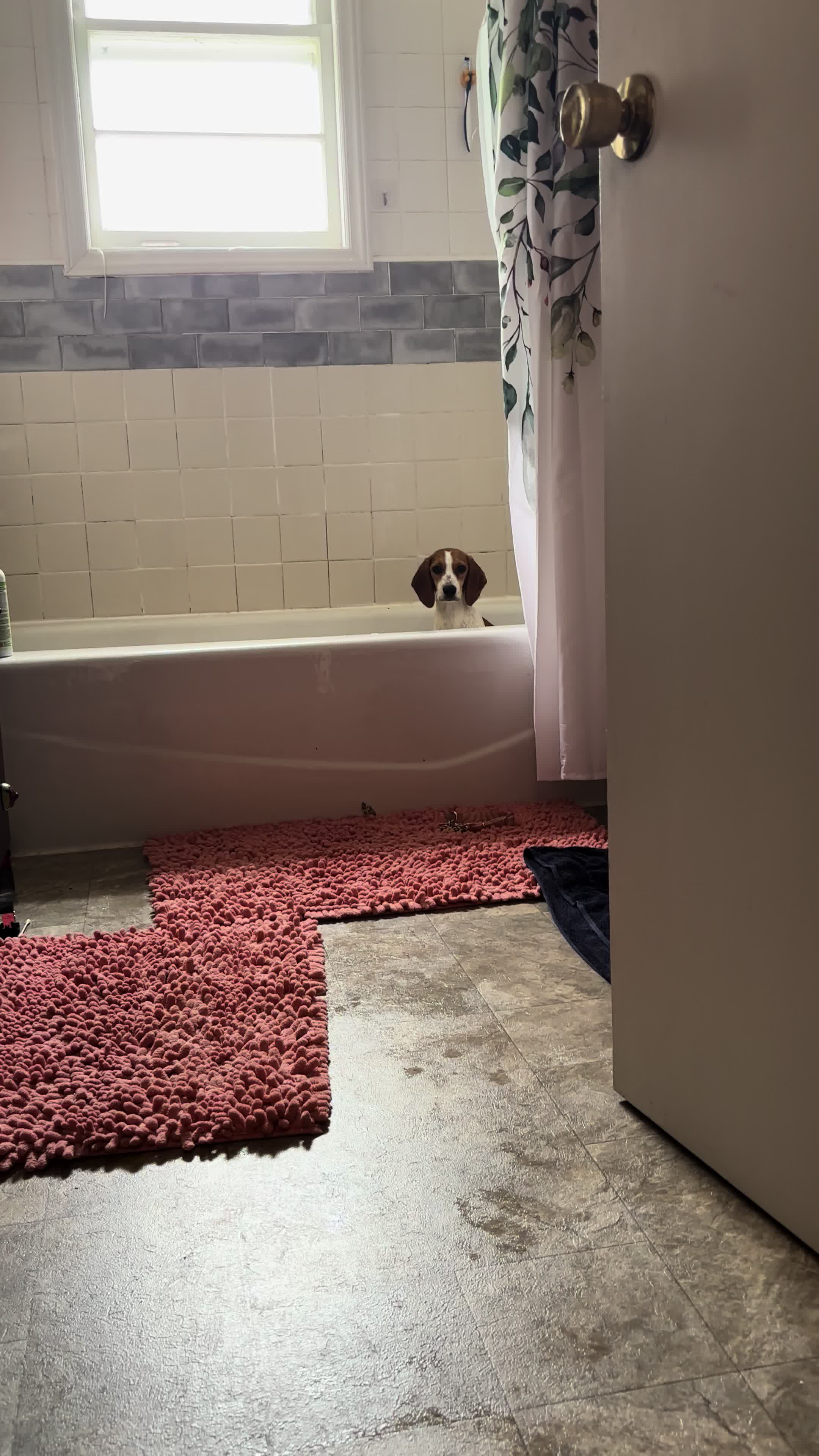 @Friends Forever Animal Rescue