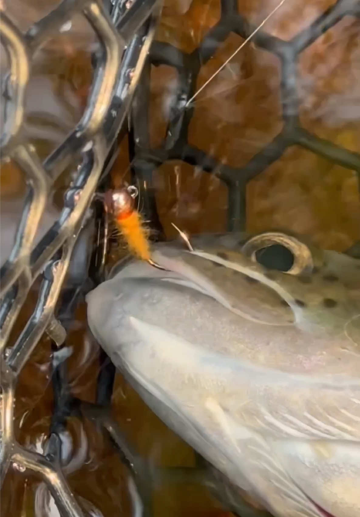 @FlyFishDelawhere
