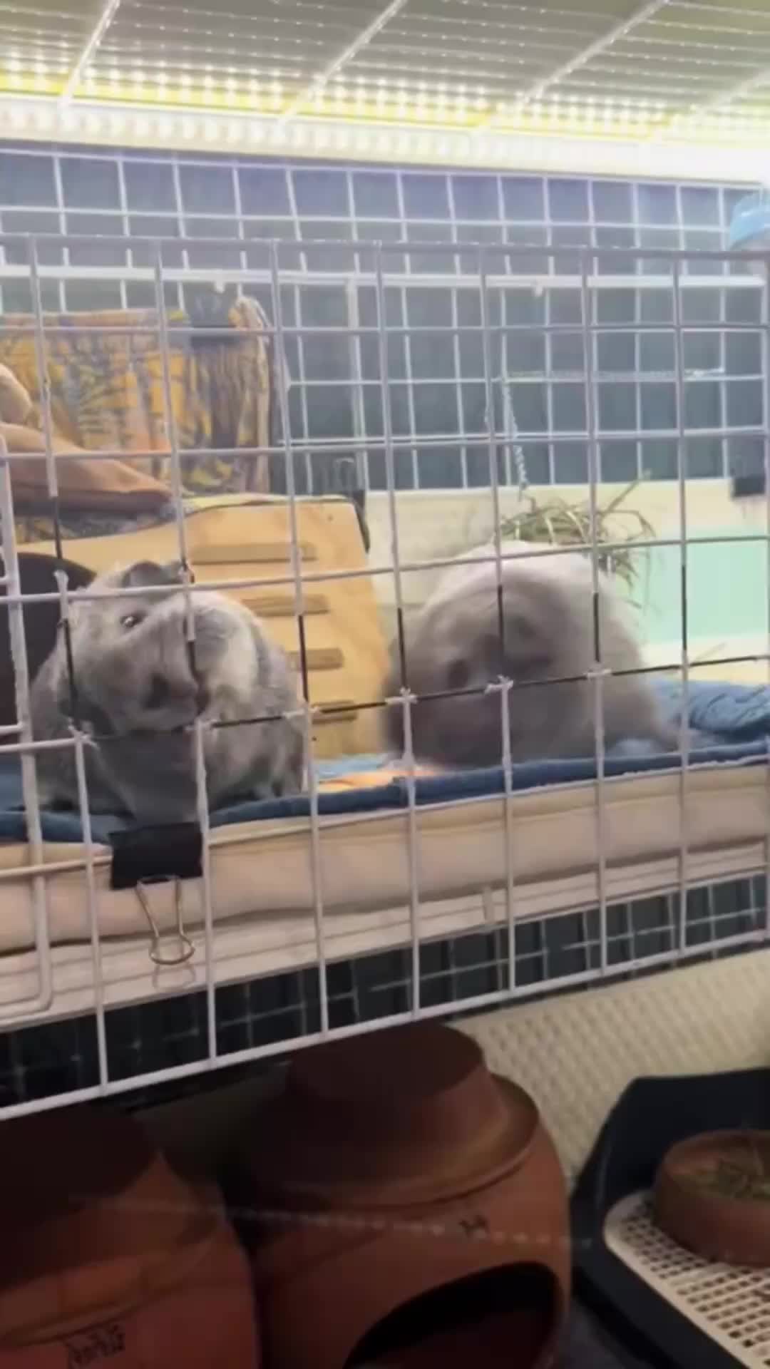 @CuteAnimal