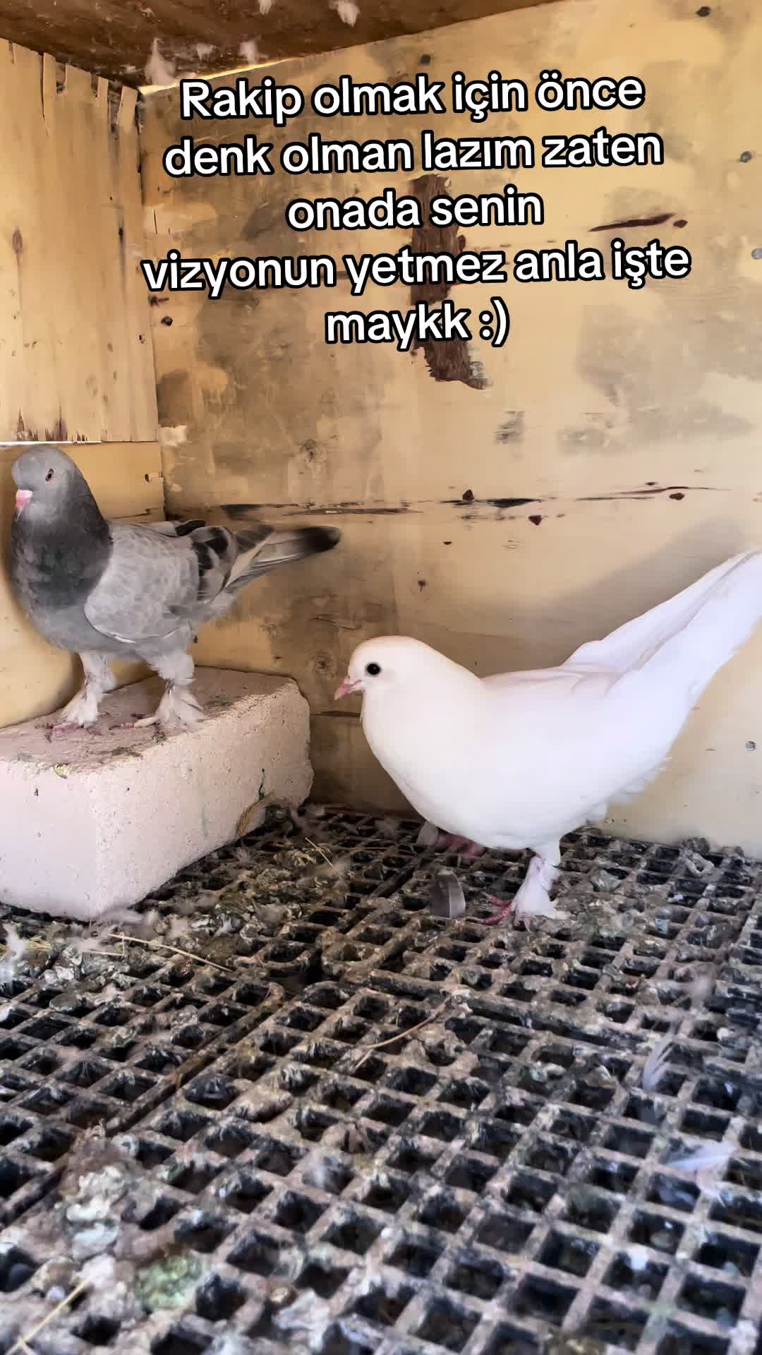 @MUSTAFA &Ouml;ZT&Uuml;RK