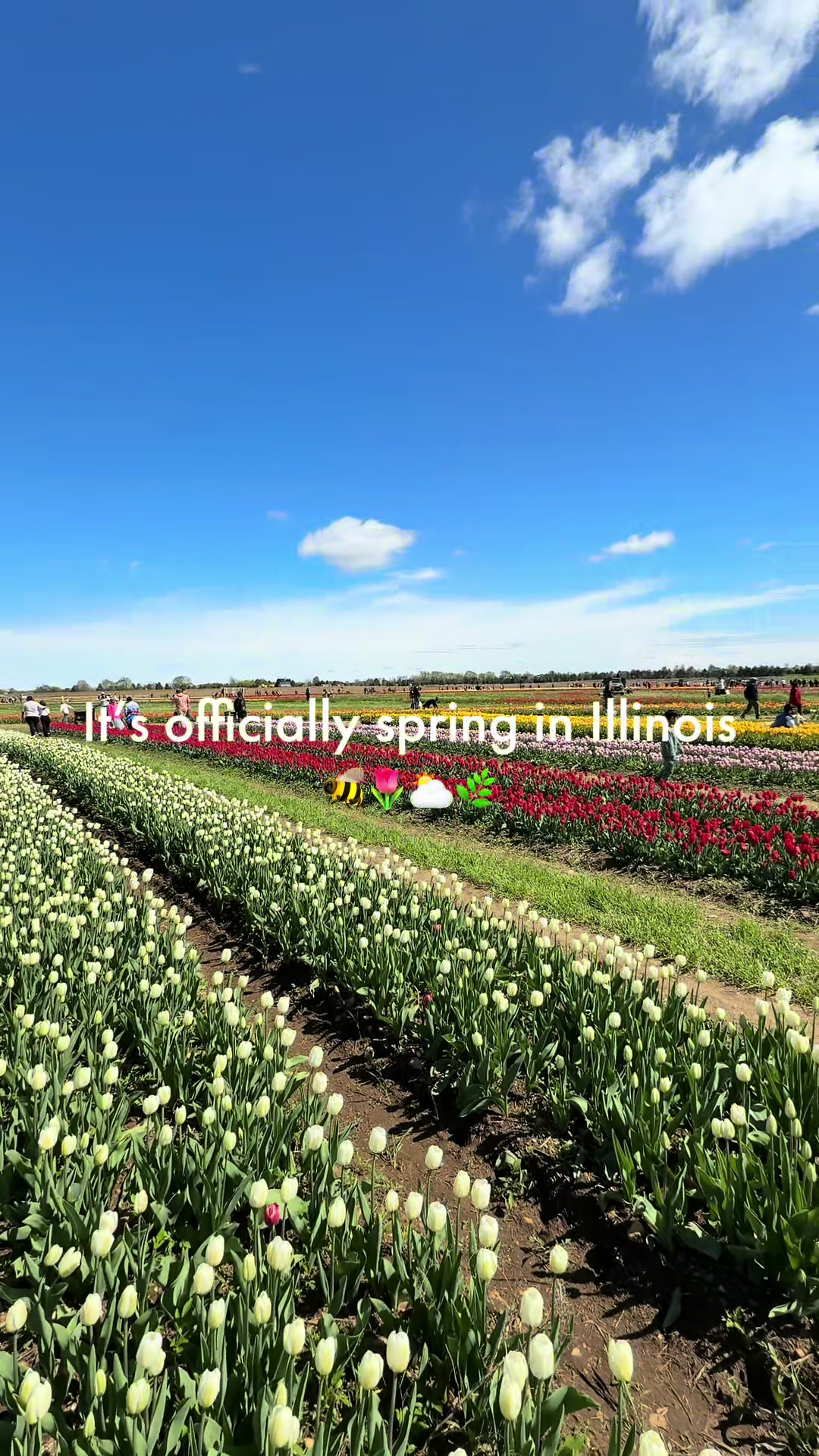 @Enjoy Illinois