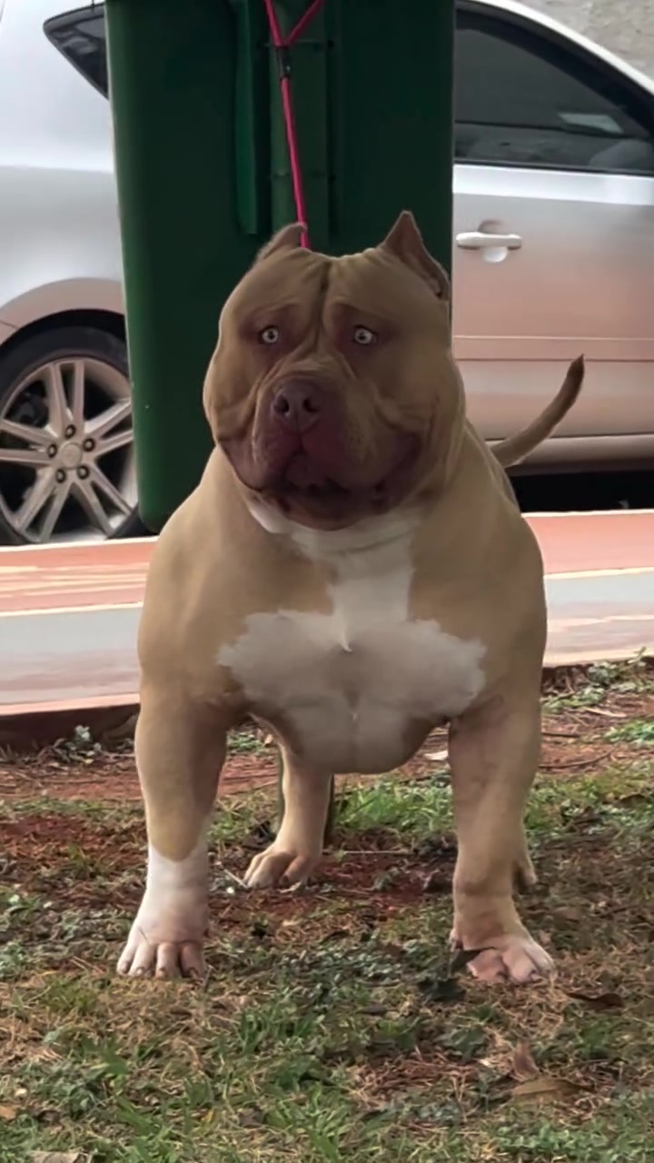 @Brazilian Bull