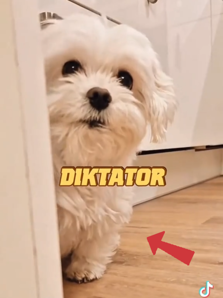 @Malteser Prinz Jerry