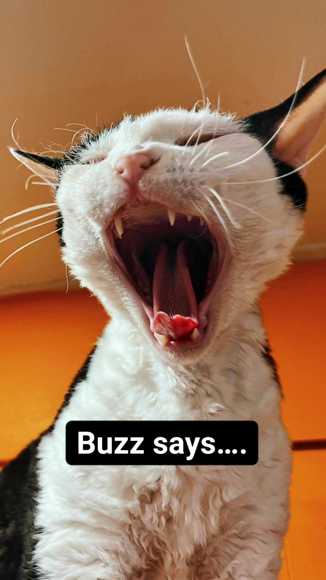 @crazycatcafe