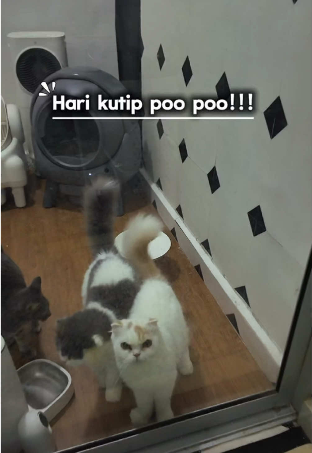 @Eibu Ainee | Cat Mom