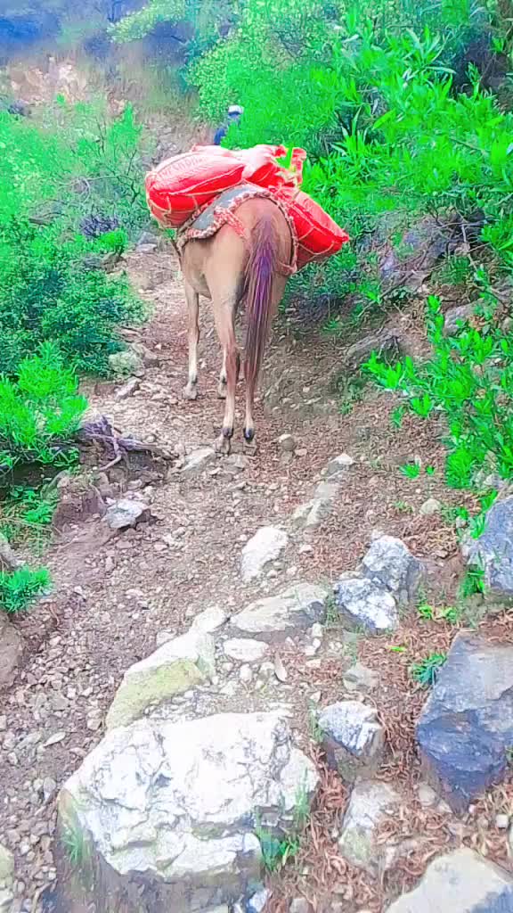 @shahzeb khan