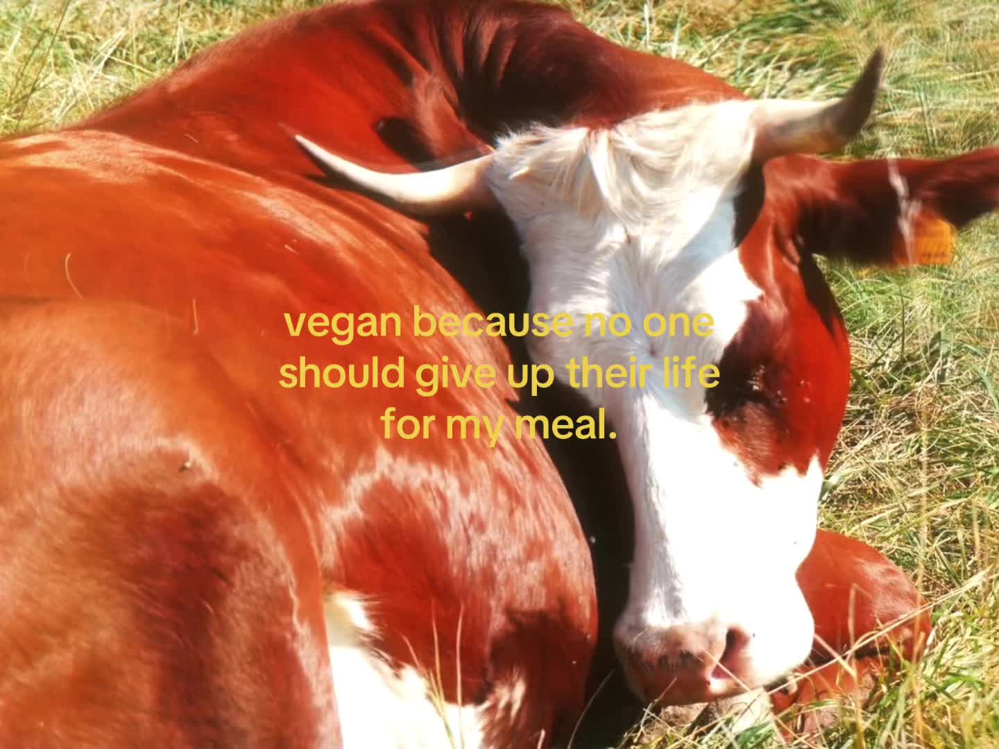 @Lu