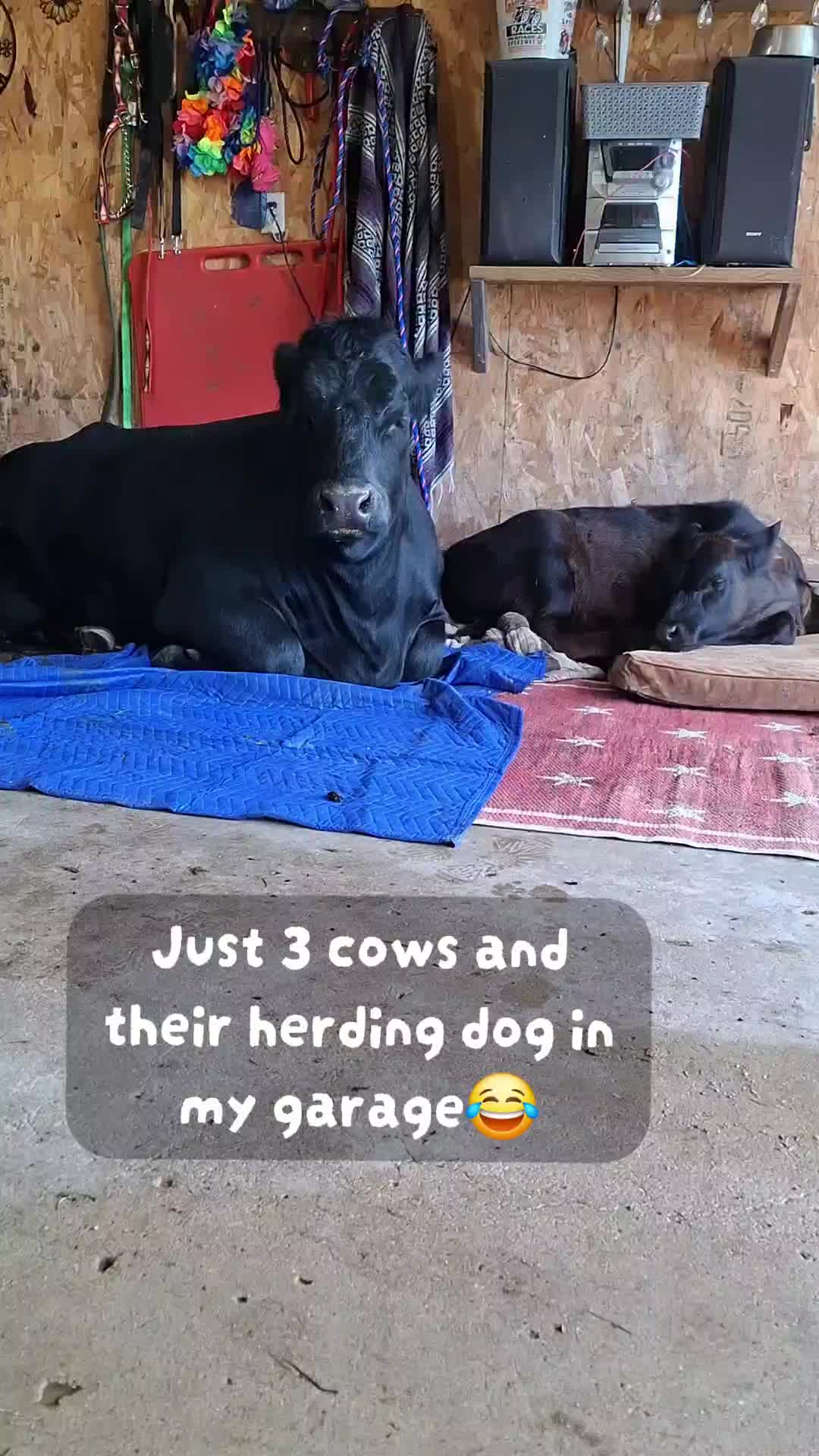 @Dakotafunnyfarm