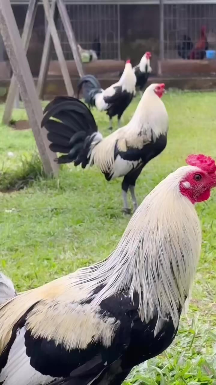 @NICK GAMEFARM