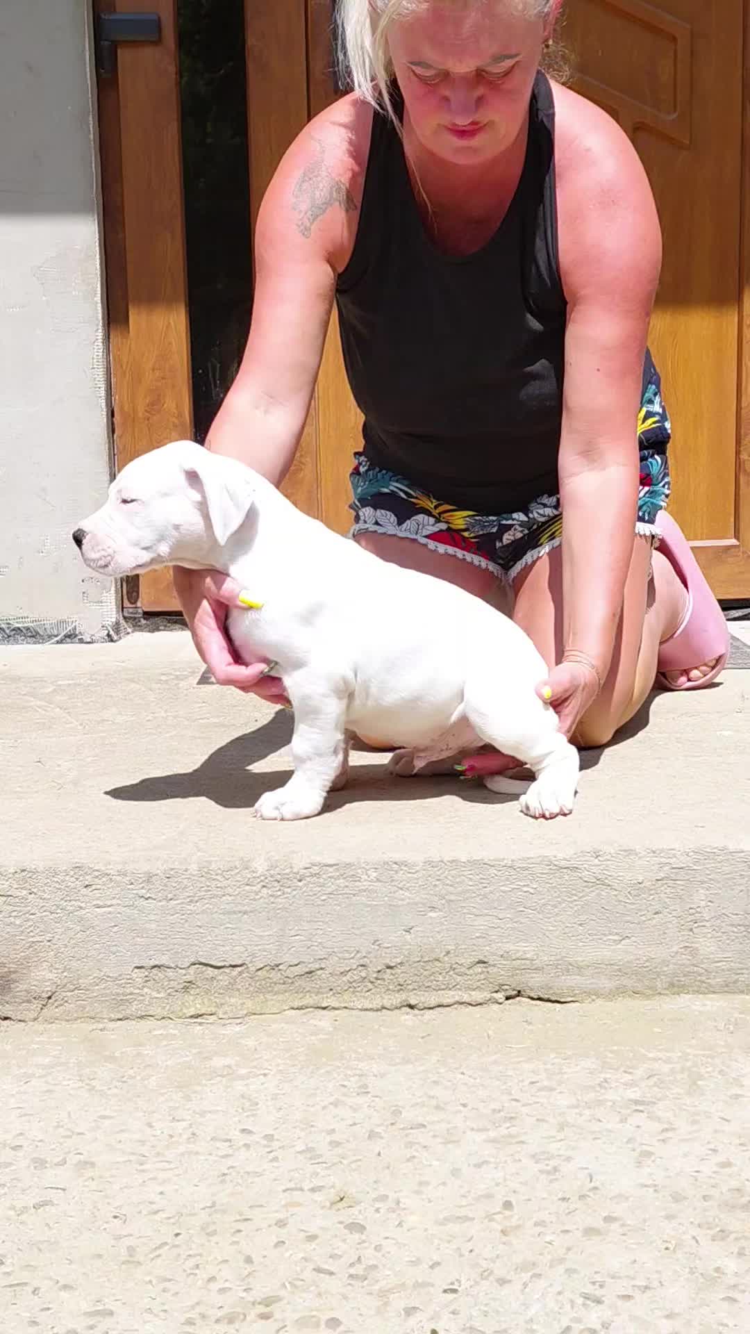 @Viola Trojan Dogo Argentino