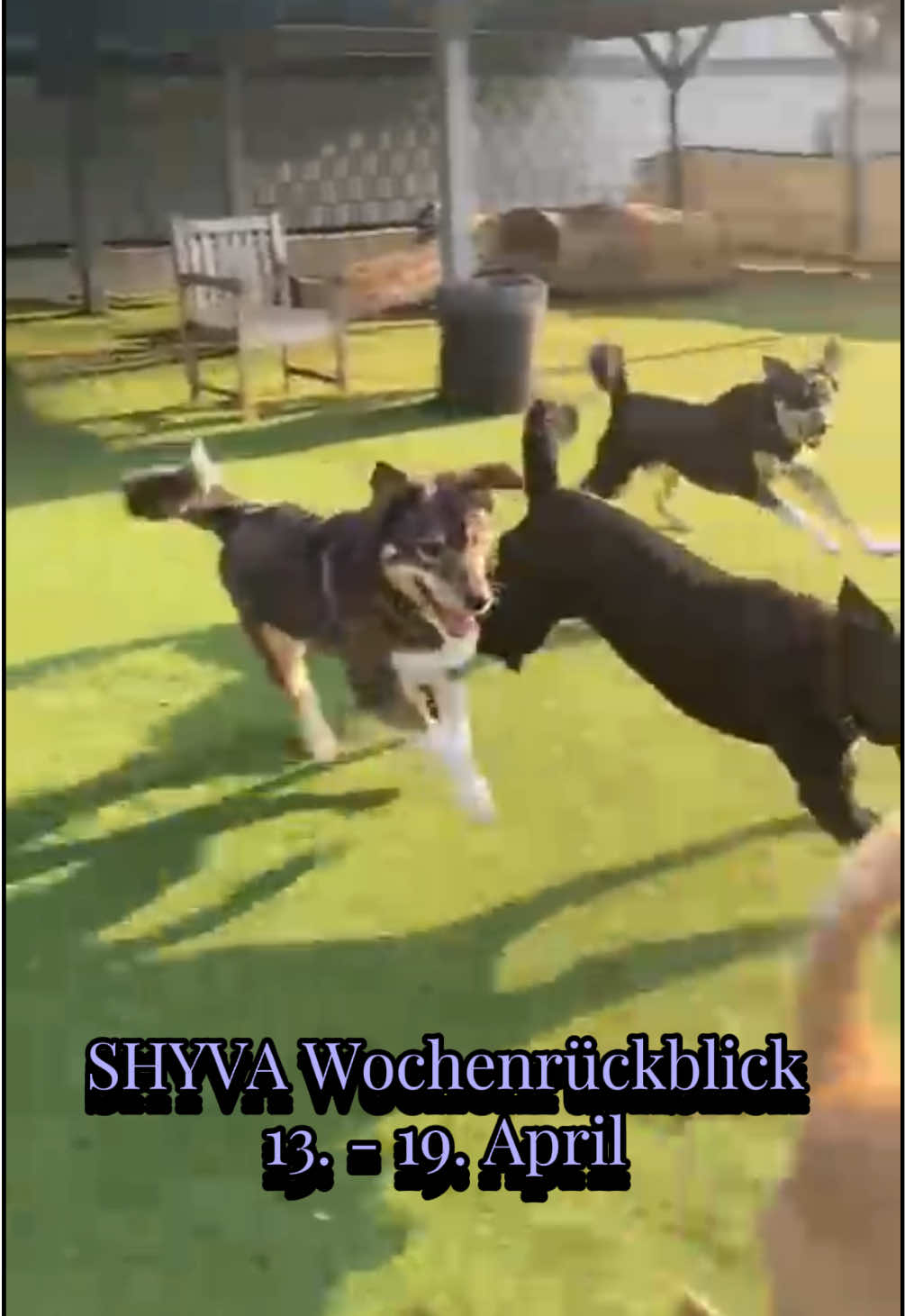 @Shyva Hundezentrum