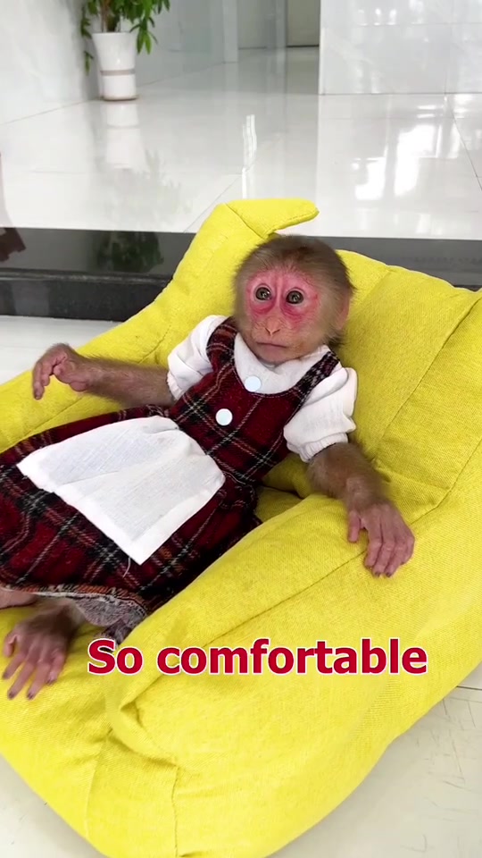 @Lilymonkey