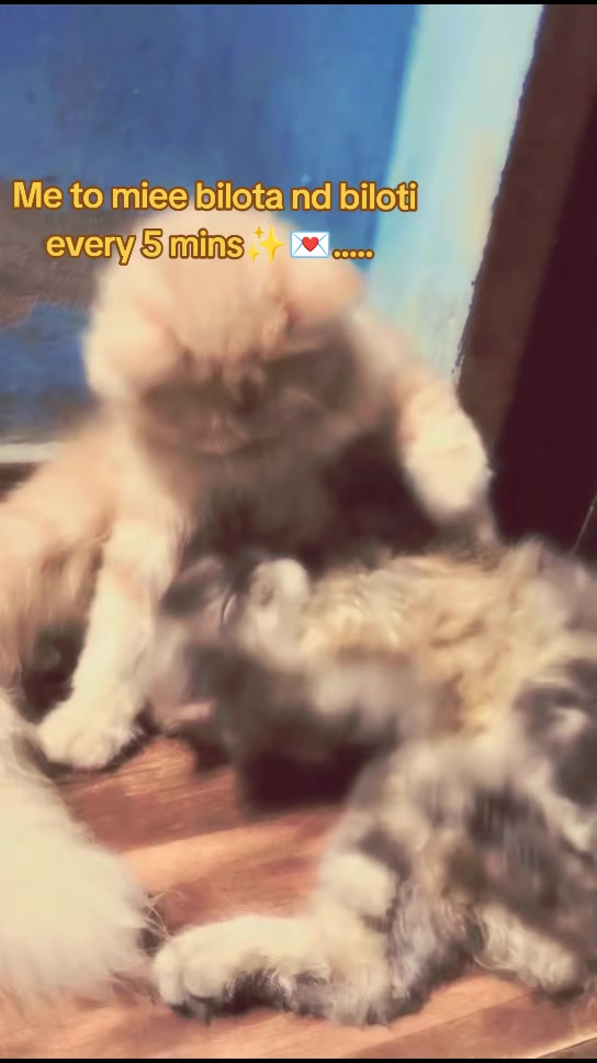 @๐๐๐ก๐๐๐ข๐ฃ๐