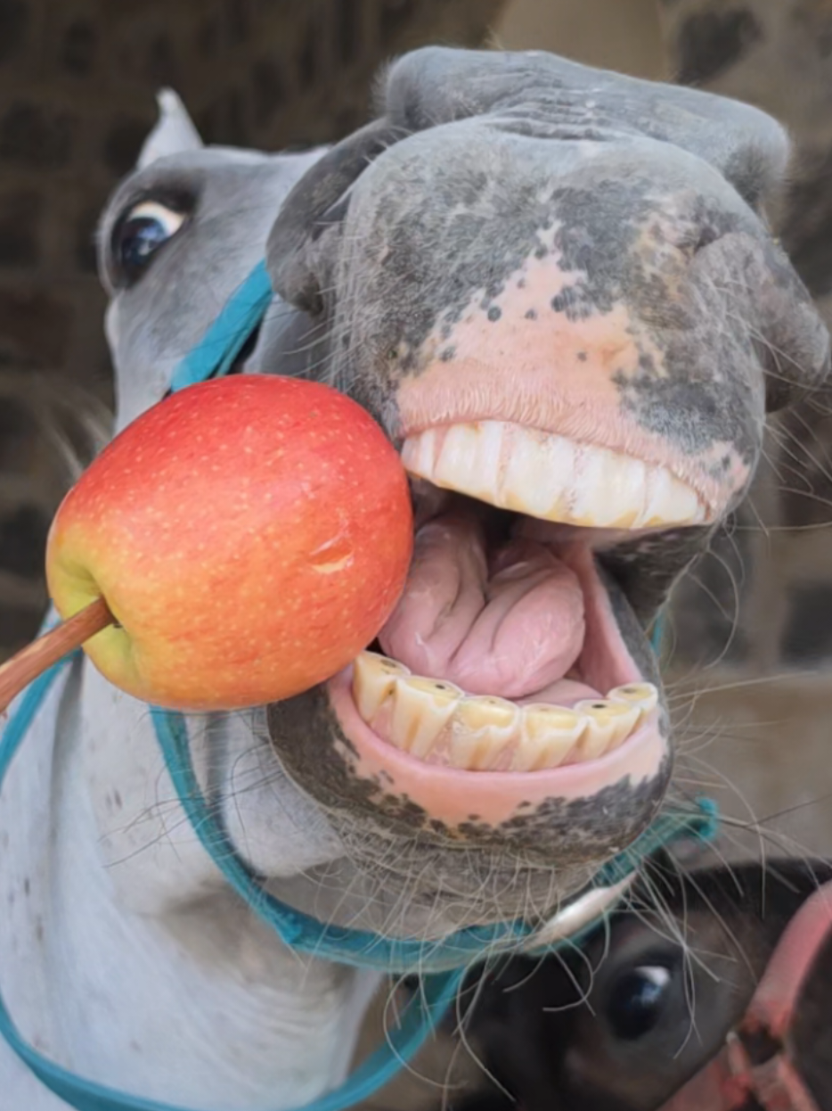 @funny:)animalsbytwins