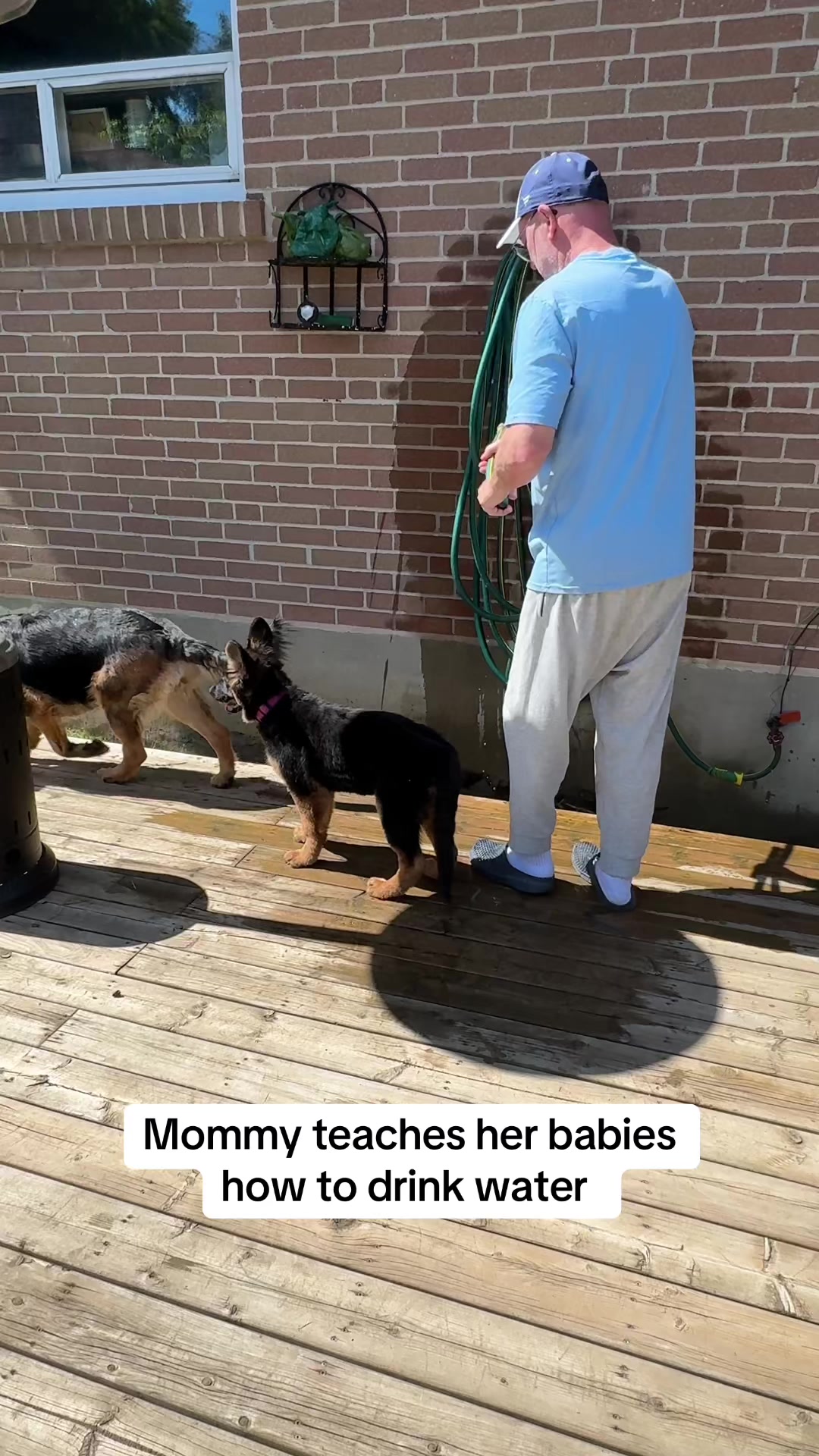 @ksdoggos