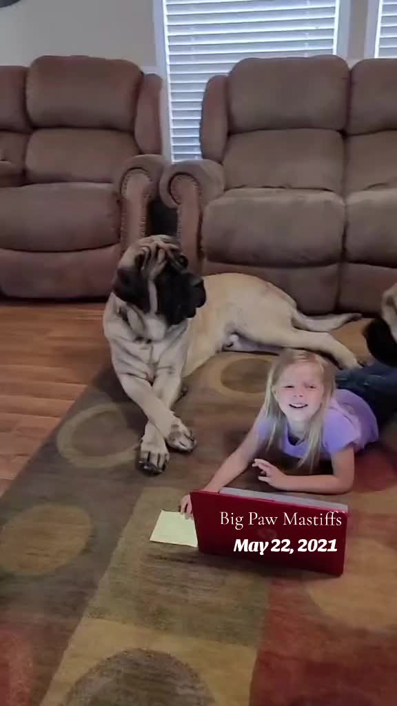 @Big Paw Mastiffs