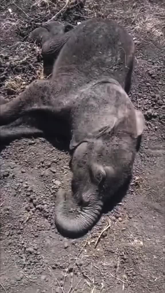 @SheldrickTrust