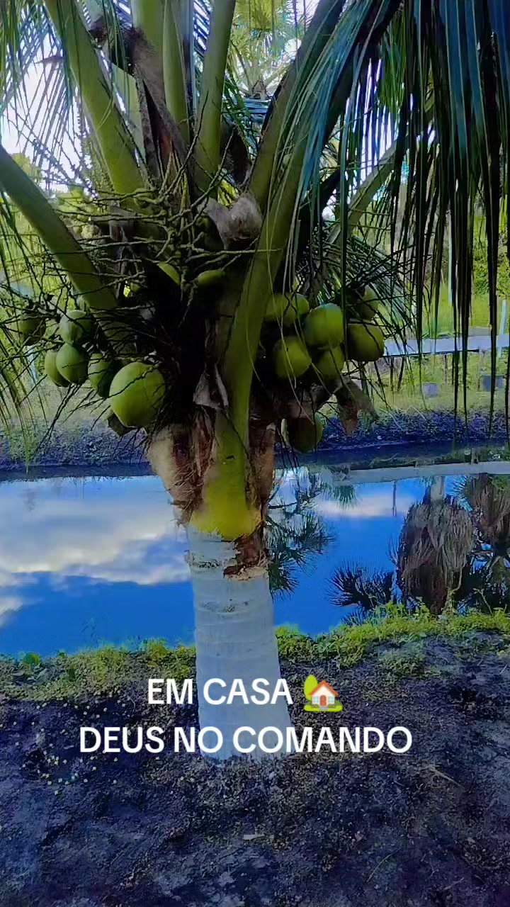 @PAULO VIANA