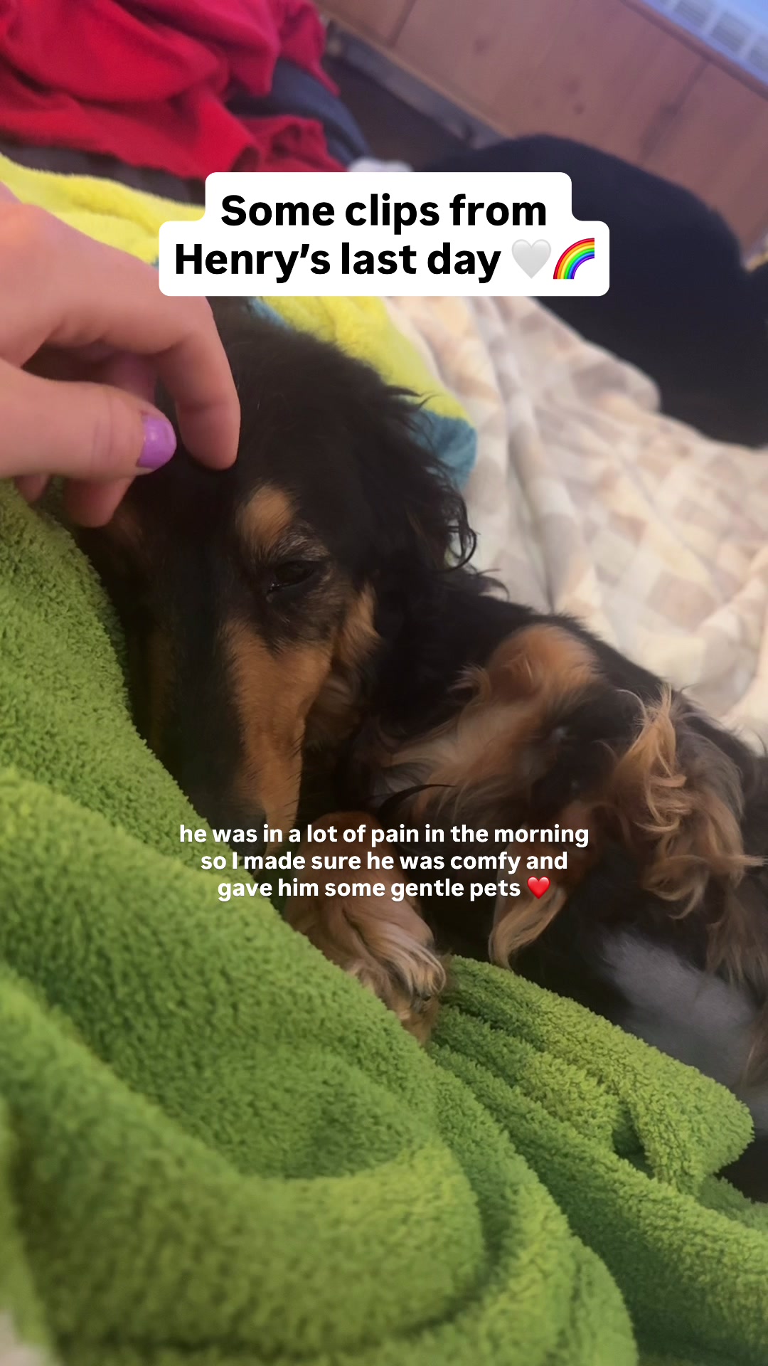 @Henry the mini dachshund
