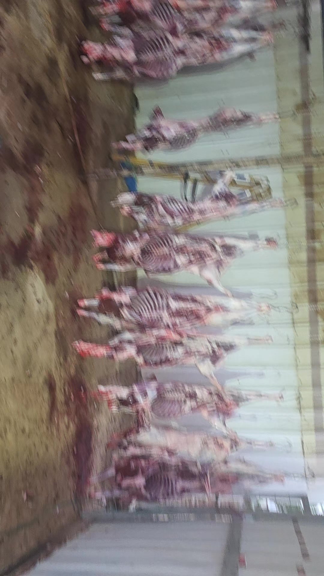 @رامي تبرنه