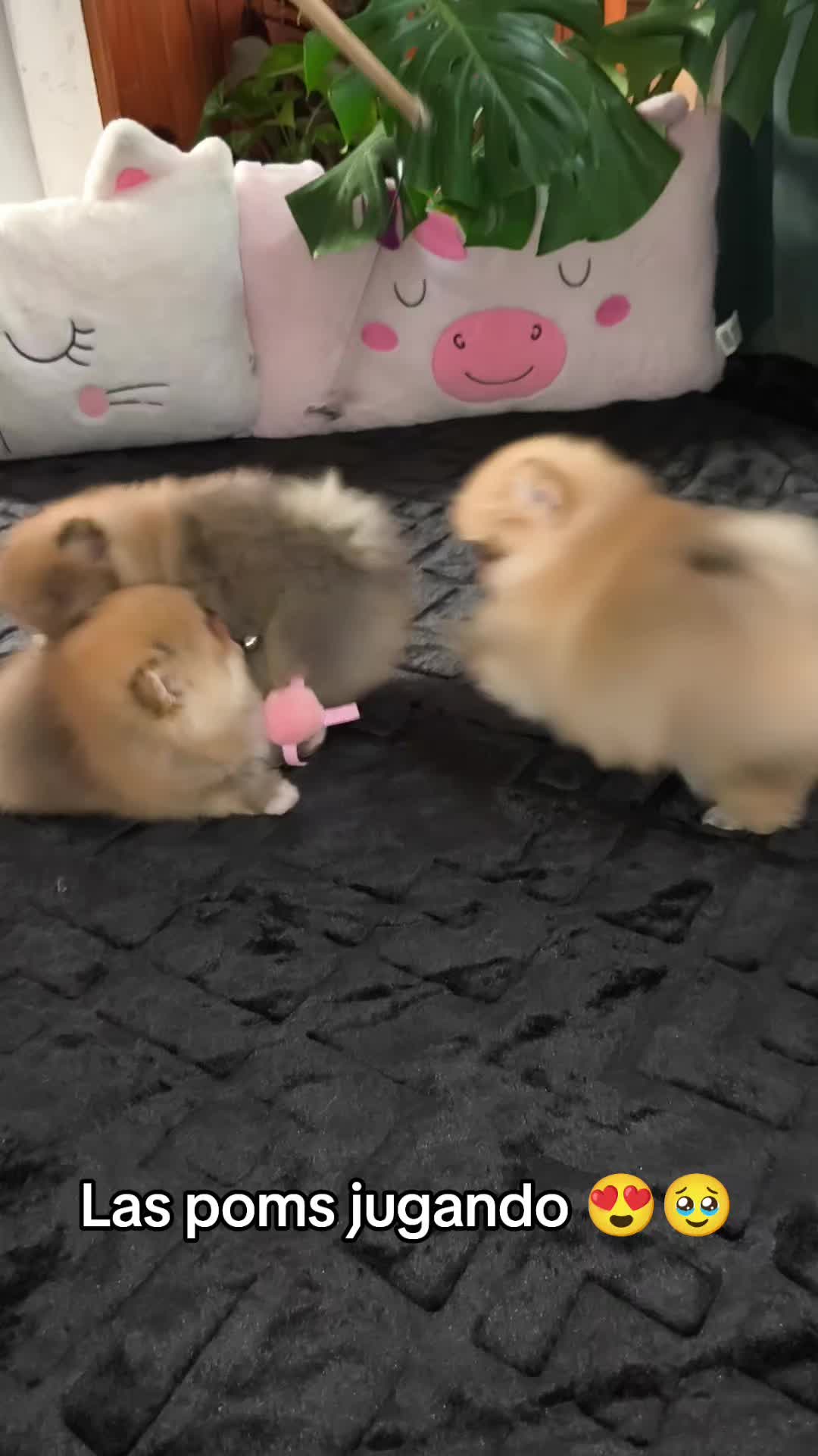 @Pomerania chile