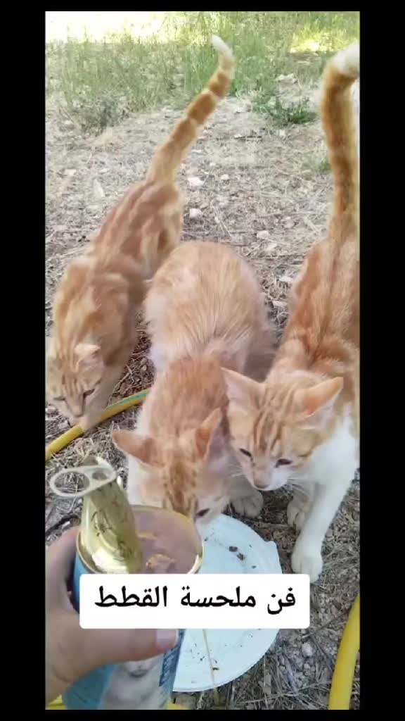 @wonderwoman Cats
