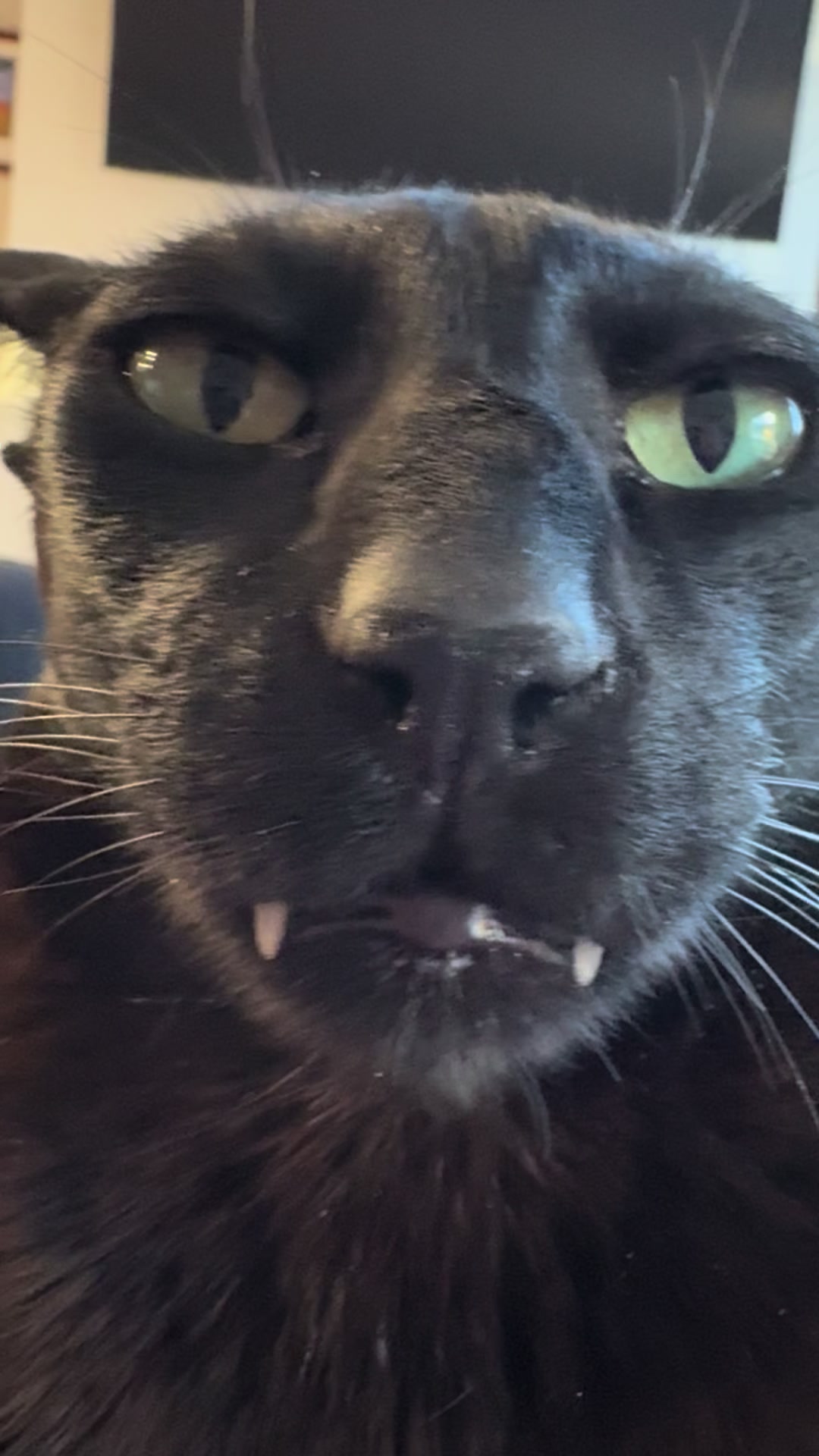 @hobbikats