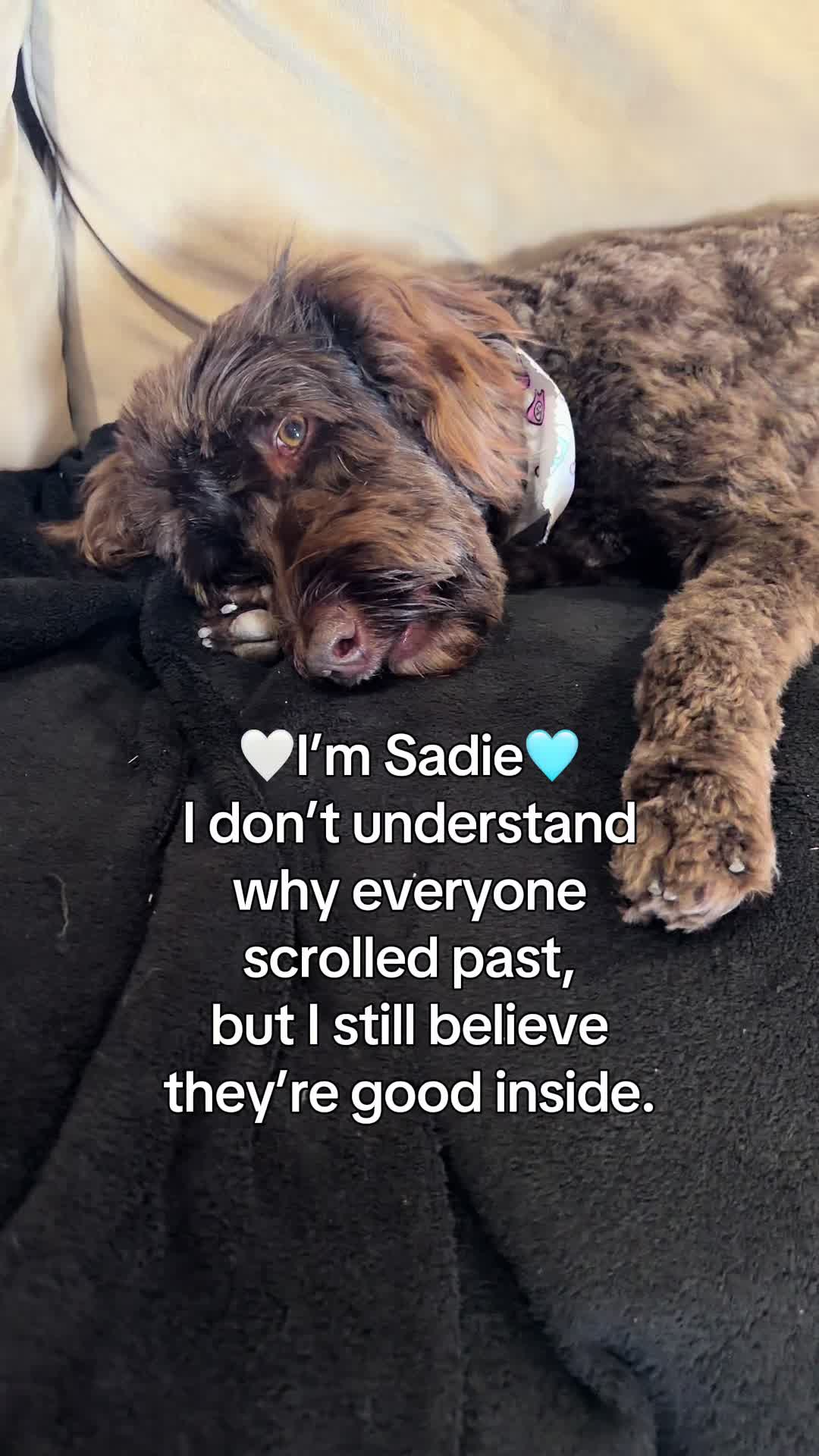 @Sadie the Doodle
