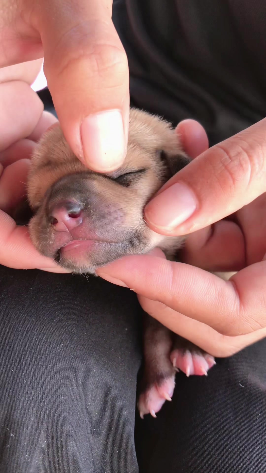 @lice puppy lovers