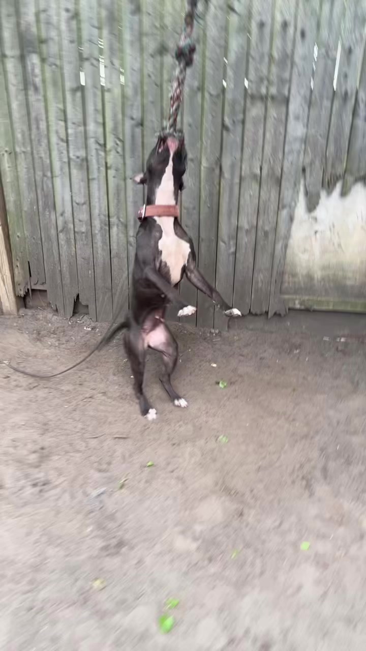 @themreal_hounds