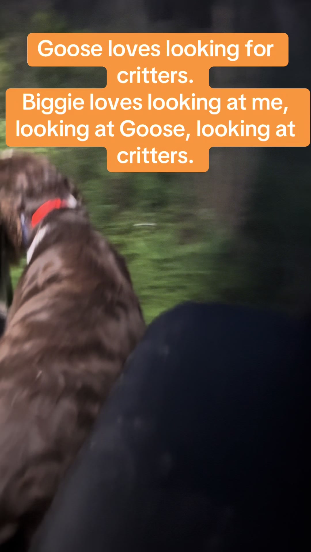 @treybvet