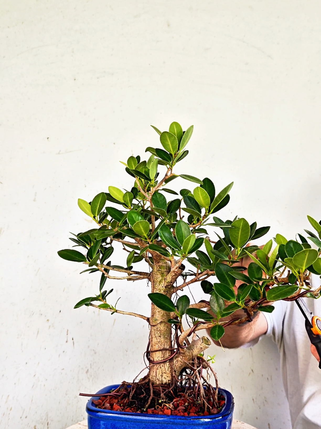 @Bryan Loves Bonsai