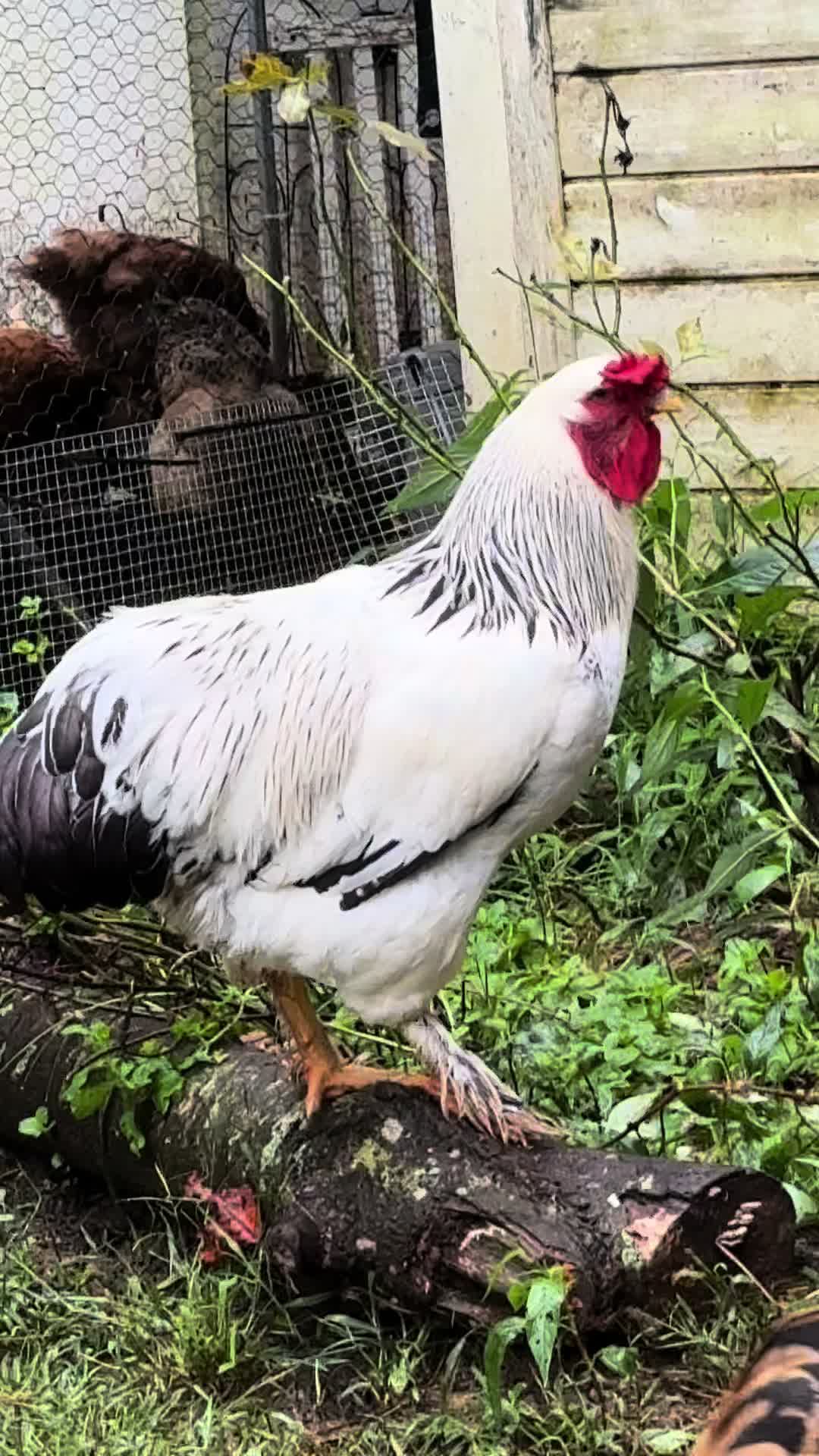 @✝️🌻🦆Mela’s Homestead🦆🌻🇵🇭