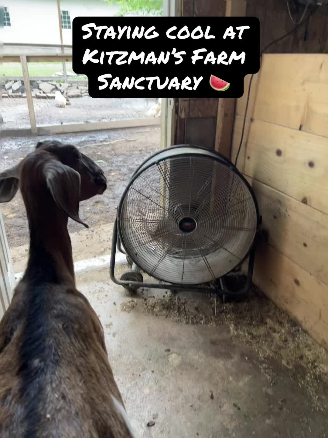 @Kitzman&rsquo;s Farm Sanctuary