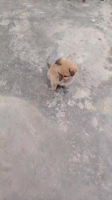 @MeowWoofMoments