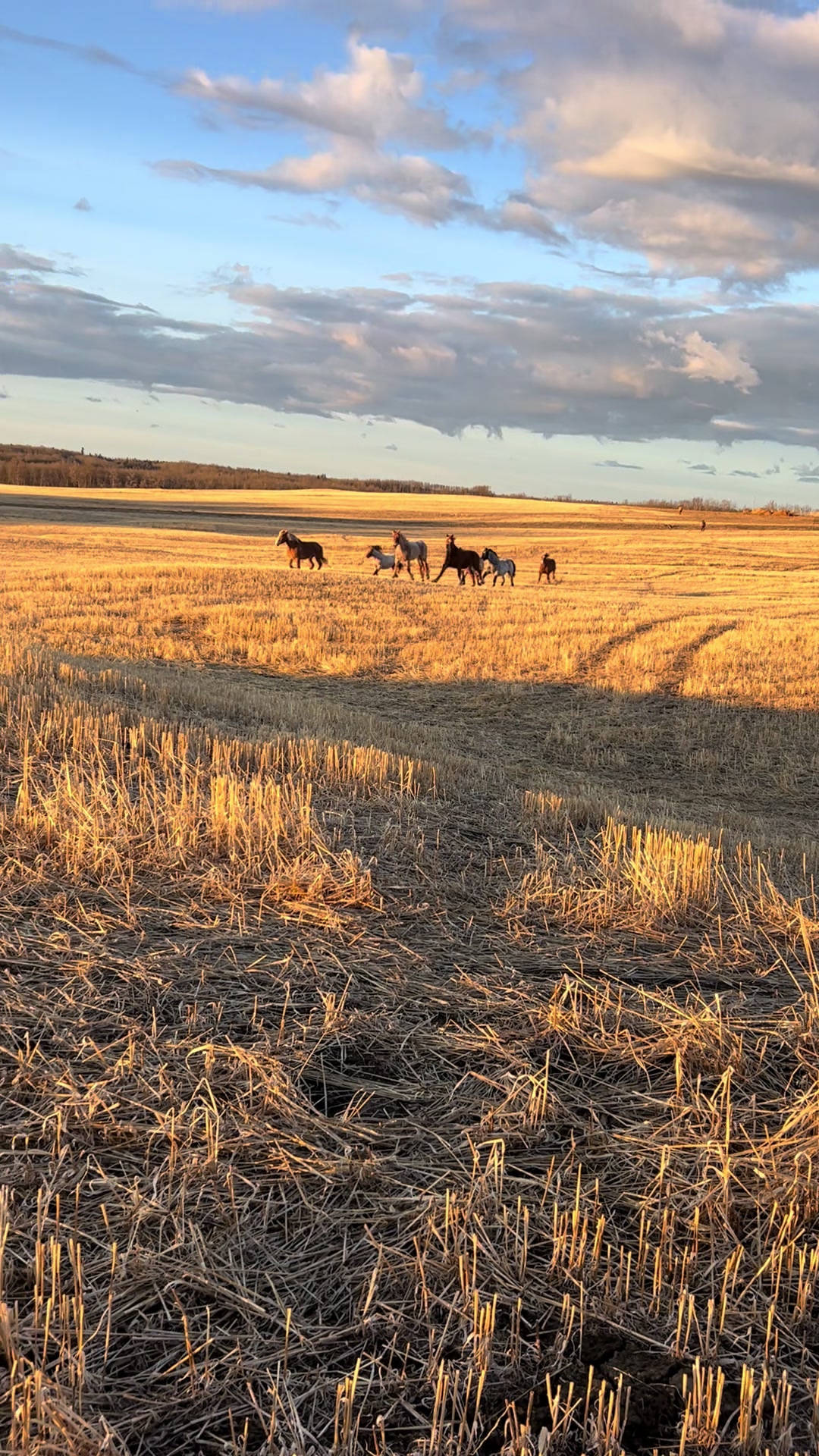 @Pigeon Lake Horse Drawn 🇨🇦