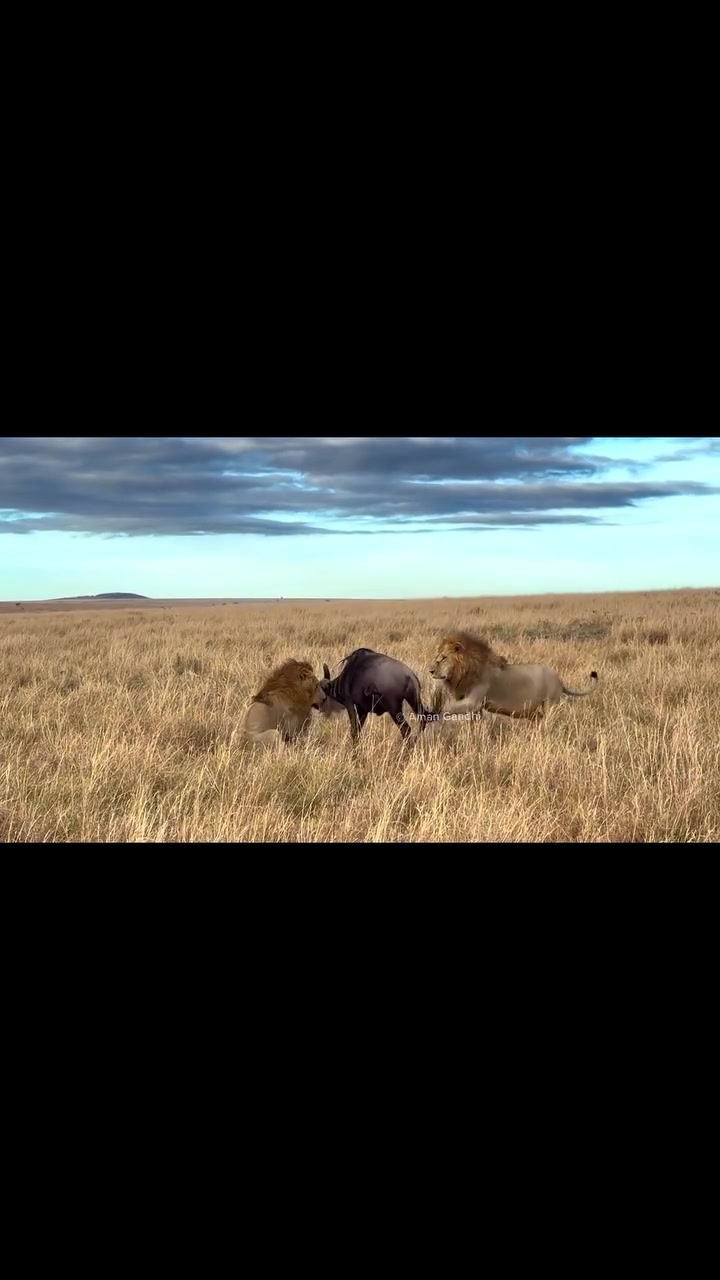 @lion_world5