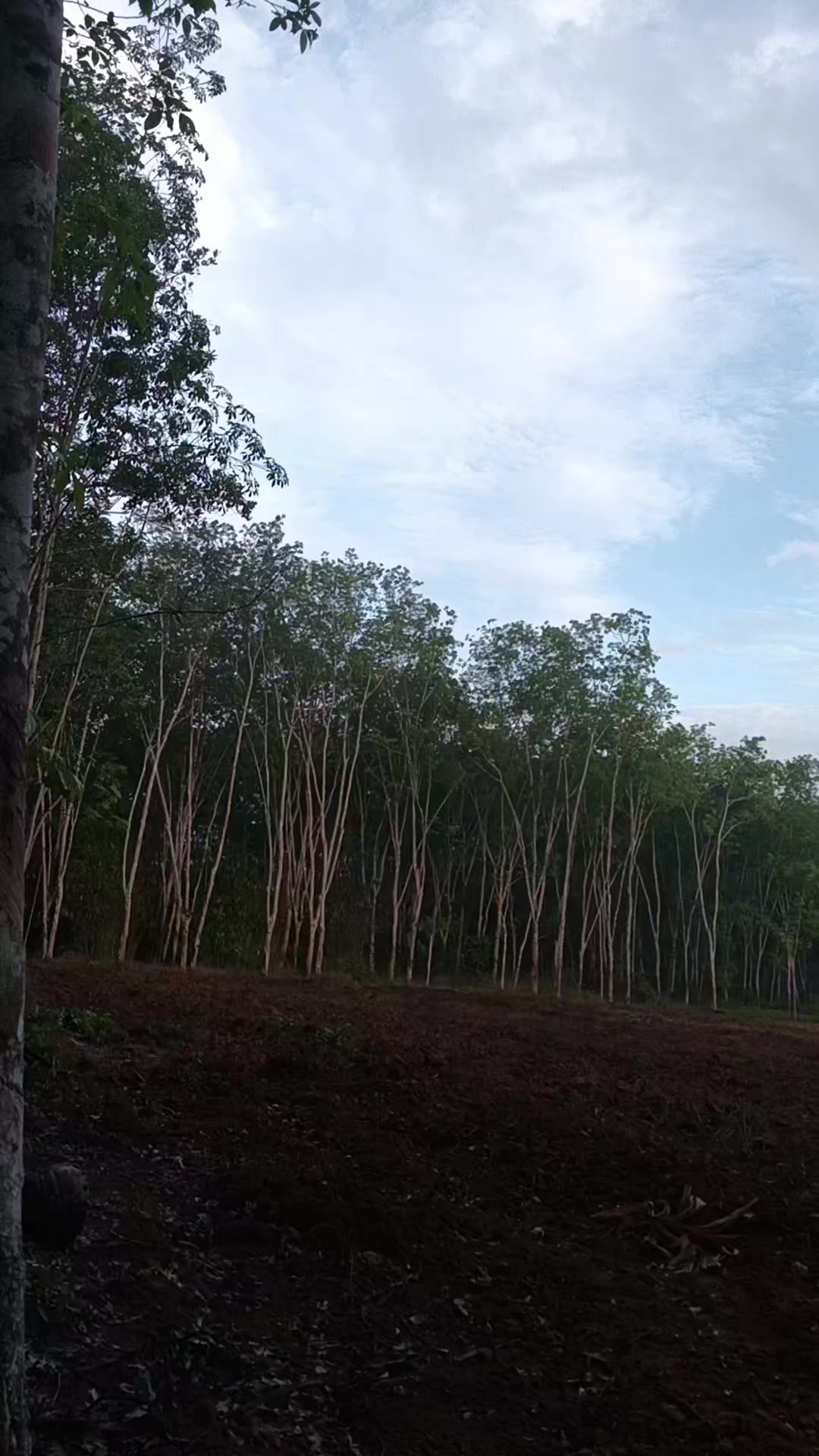 @☘️  シングルマザー 🍒