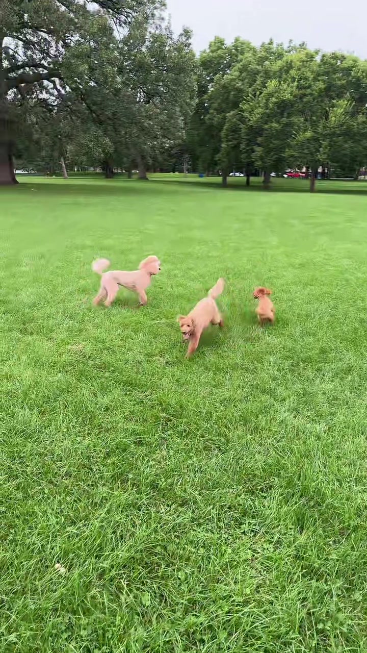 @packwalkdiaries