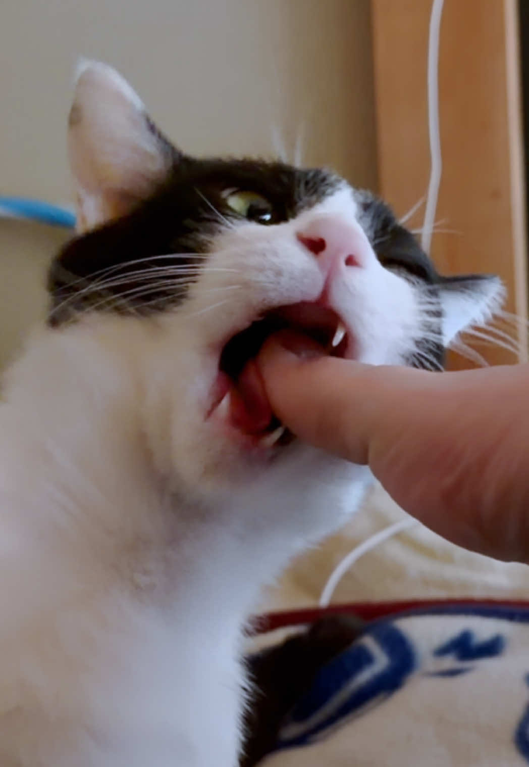 @お散歩大好きもんぶらん🐈