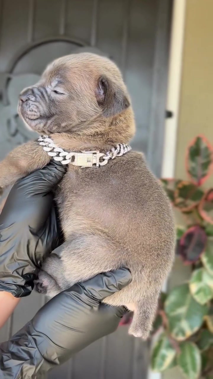 @Heart Land Cane Corso kennels