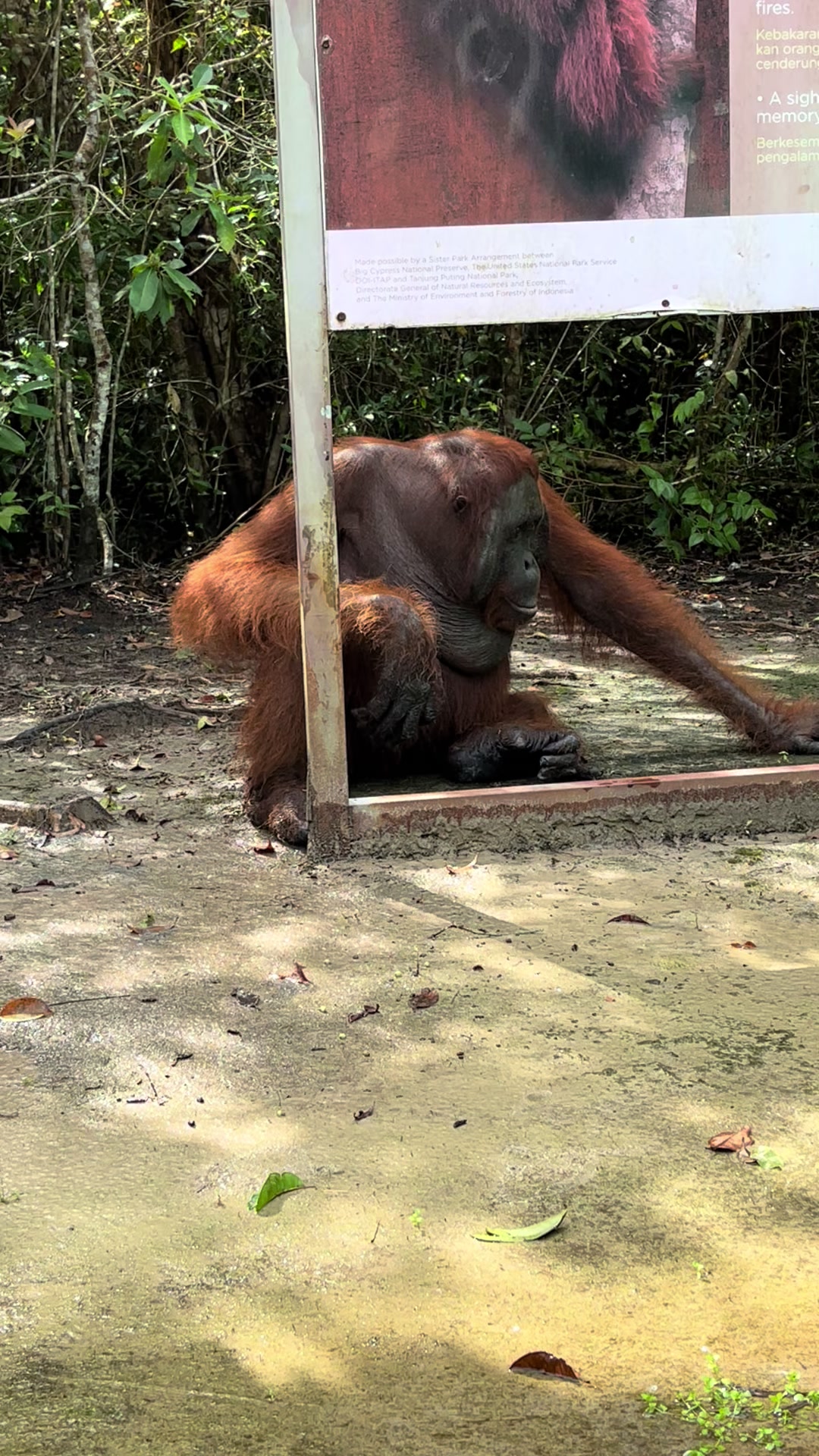 @BORNEORANGUTANSTOUR.