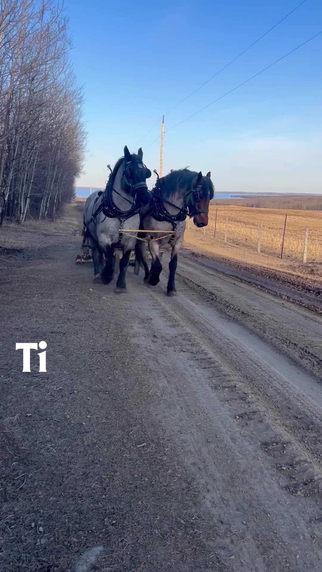 @Pigeon Lake Horse Drawn 🇨🇦